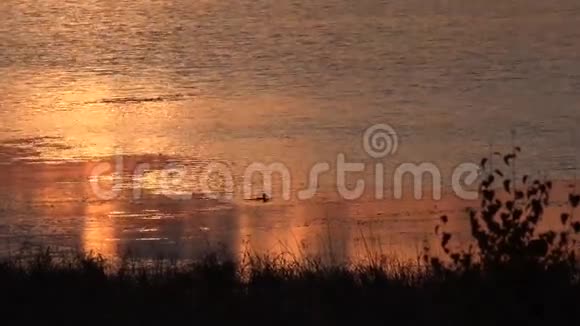 日落和潜水鸭视频的预览图