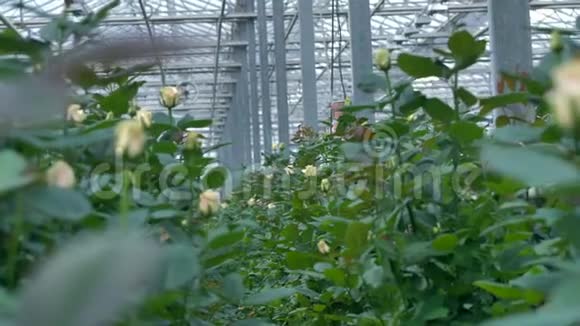 温室内一排生长着的白玫瑰灌木之间的风景4K视频的预览图