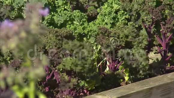 长有紫色茎的生菜视频的预览图