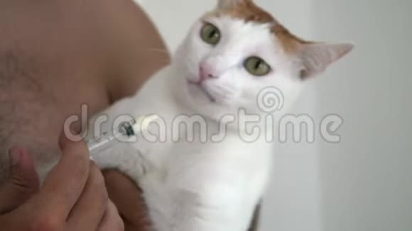 动物护理主人在注射器给家猫送药宠物抗药性视频的预览图