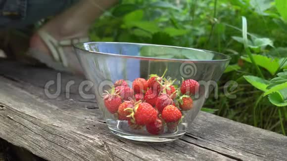 英国老园里的女人在摘草莓到玻璃碗绿色的背景视频的预览图
