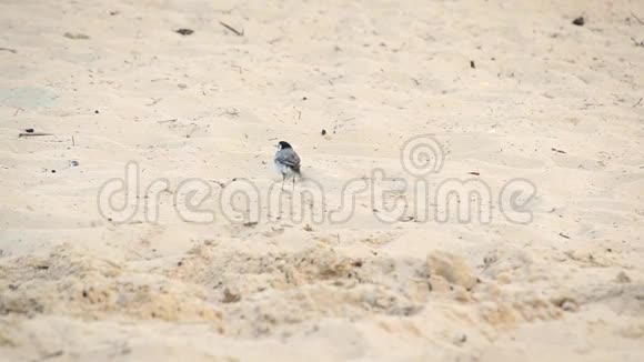 白色的摇尾巴站在沙滩上清洗羽毛摇尾巴视频的预览图