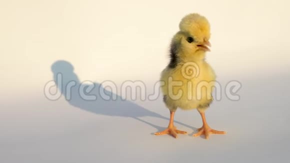 一只可爱的黄色小鸡站在外面金色的白色背景上视频的预览图