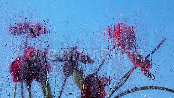 窗春园兰雨滴视频的预览图