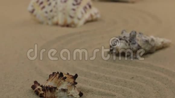 逼近贝壳躺在离沙的曲折上多莉视频的预览图