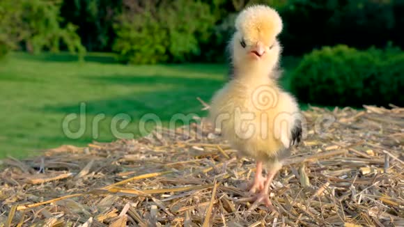 可爱的黄色小鸡波兰小鸡宝宝站在干草堆上外面是金色的夏日阳光视频的预览图
