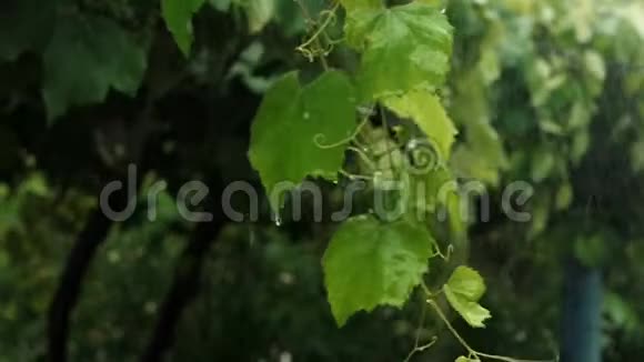 受大雨侵袭的绿叶葡萄视频的预览图