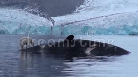 在斯瓦尔巴岛的岩石海岸白色的海熊靠近一条死鲸视频的预览图