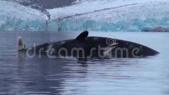 在斯瓦尔巴岛的岩石海岸白色的海熊靠近一条死鲸视频的预览图