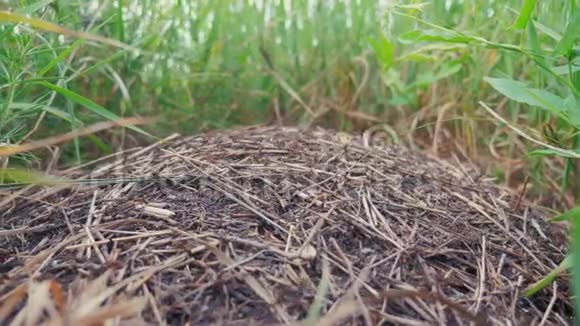 昆虫团队合作理念蚁丘在森林中森林里草地上有蚂蚁的生活方式的大蚁丘视频的预览图