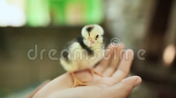 一只黄色的小母鸡在人的手掌上有暗条家禽的繁殖菲律宾视频的预览图