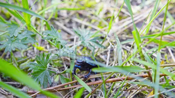 大甲虫坐在草地上视频的预览图