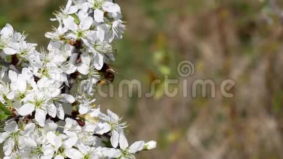 哈尔科夫的春日樱花结束了蜜蜂在花朵上盘旋视频的预览图