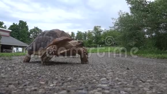 非洲刺龟过马路视频的预览图