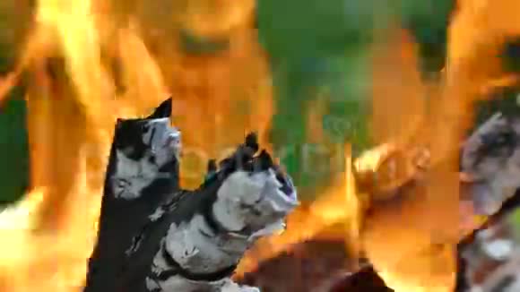 在绿树的背景下大自然中的篝火野餐时烧木头木炭和火焰视频的预览图