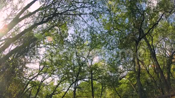 蜿蜒的树木循环视频的预览图