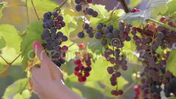 收获的是成熟的多汁的紫色的葡萄关门视频的预览图