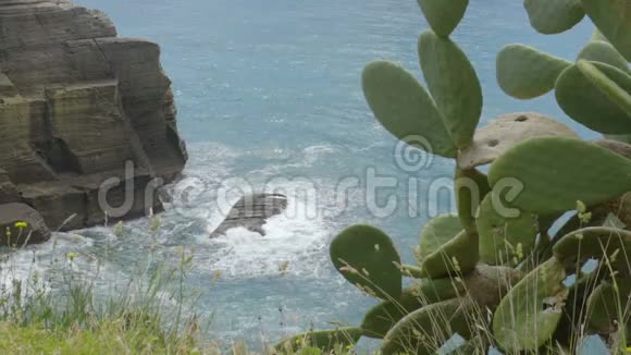 在上面用仙人掌展示的岩石悬崖上起伏的波涛视频的预览图