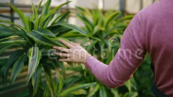 在花店或花丛中行走时女性手触摸不同植物的叶子的特写镜头视频的预览图