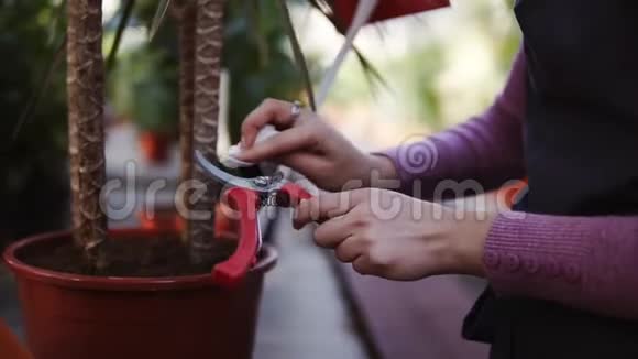温室里的女手清洁花园修剪器的特写镜头视频的预览图