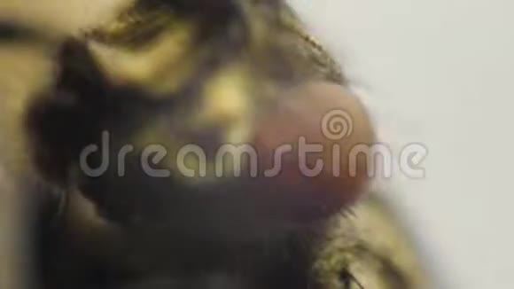 宏夹的家蝇清洁它的眼睛与它的腿在惊人的细节飞蝇虫视频的预览图