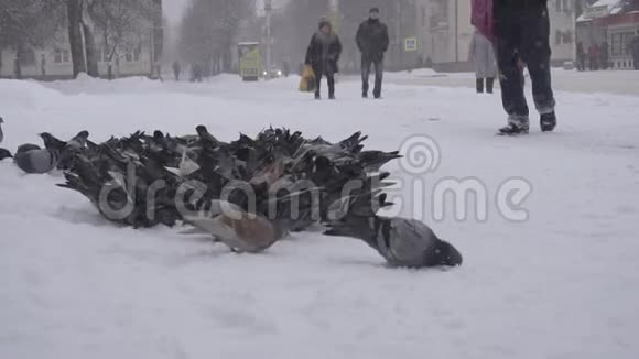 柏林2019年1月14日一群鸽子在城市的汽车站冬天大雪人们都是视频的预览图
