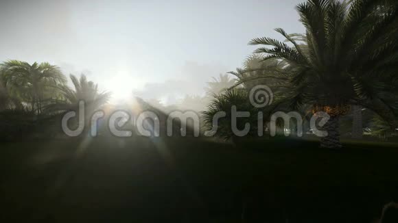 棕榈树迎着朝阳淘淘视频的预览图