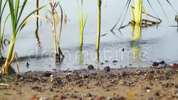一个夏天芦苇和沙岸之间的河面视频的预览图