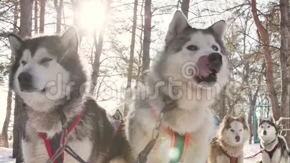 比赛前一队哈士奇狗在冬季的景观中视频的预览图