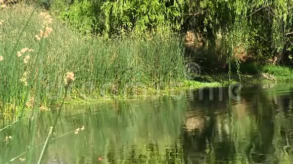 有着绿色芦苇和树木的池塘和海岸视频的预览图