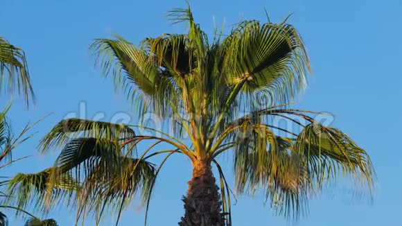 在阳光明媚的日子里棕榈树的叶子随风飘动视频的预览图