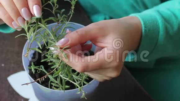 迷迭香枝站在一杯水里等待根的出现旁边的移植工具和盆栽视频的预览图