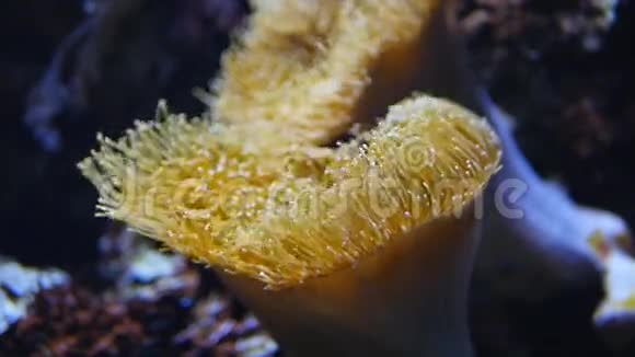 美丽的植物珊瑚视频的预览图