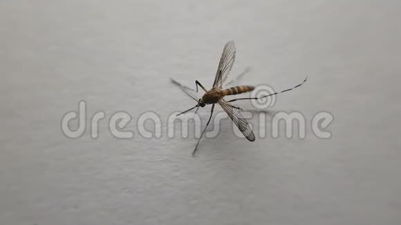 白色背景的蚊子视频的预览图