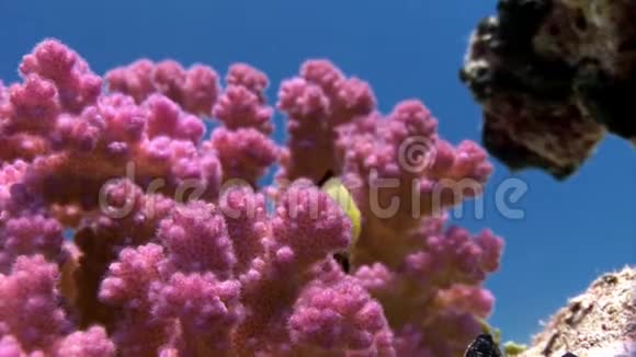 可爱的鱼在珊瑚柔和的紫罗兰紫色的颜色水下在红海视频的预览图
