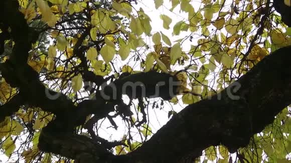树枝弯曲的树冠视频的预览图