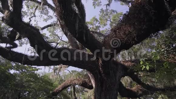 南活橡树约翰岛查尔斯顿美国视频的预览图