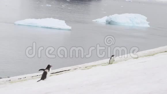 登图企鹅走在山上视频的预览图
