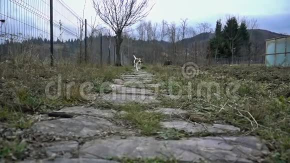 小猎犬拿着木棍跑动作缓慢视频的预览图