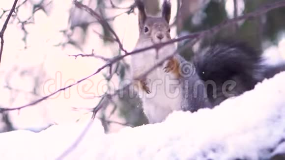 为了可爱的灰色松鼠她在冬天的雪树枝上嘴里夹着一颗坚果松鼠坐在雪地上视频的预览图