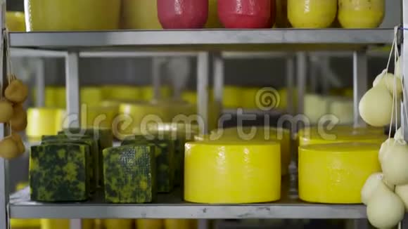 货架上不同等级的多色奶酪场景奶酪轮子放在架子上天然有机自制人头视频的预览图