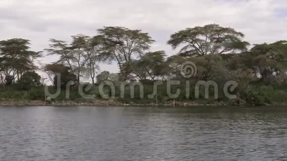 奈瓦沙湖上的运动水和岸相思4K视频的预览图