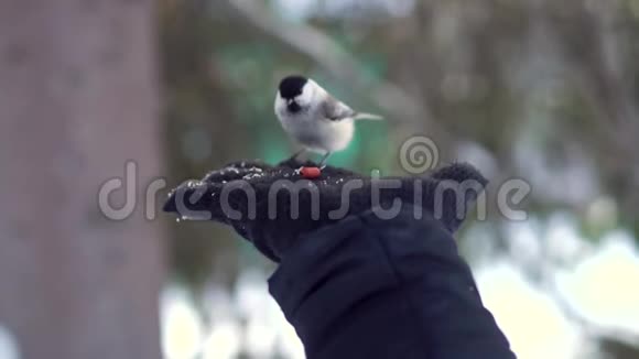 在冬天的雪林里一只手戴着黑手套喂奶鼠然后飞走可爱的鸟吃坚果视频的预览图