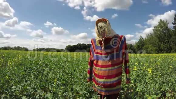 油菜田上装饰的孤独稻草人视频的预览图