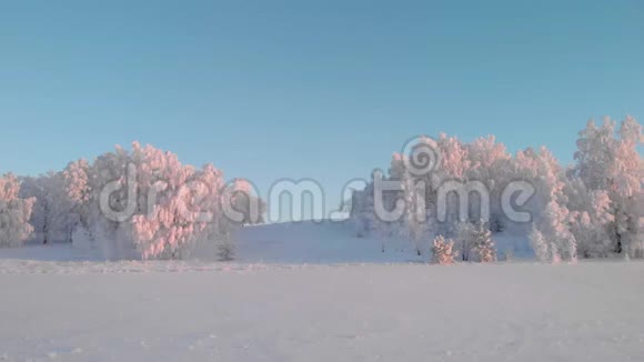 清晨的冬林视频的预览图