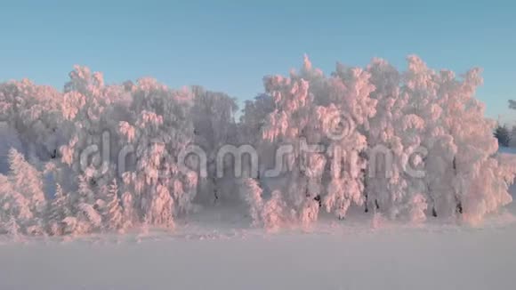 清晨的冬林视频的预览图
