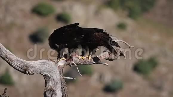 以树为食的帝王鹰视频的预览图