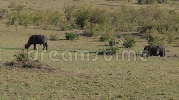 巨大的水牛在绿色的田野里放牧非洲草原4K视频的预览图