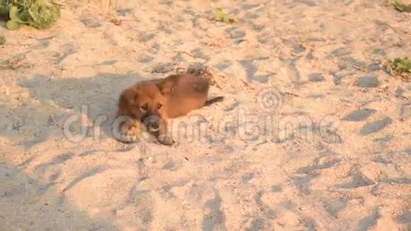可爱的小狗在沙滩上抓伤自己并走开视频的预览图