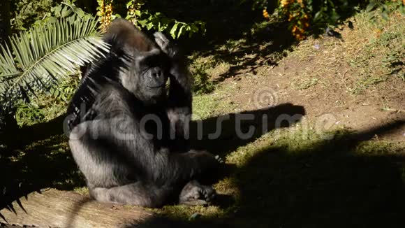 大猩猩在自然公园里日光浴视频的预览图